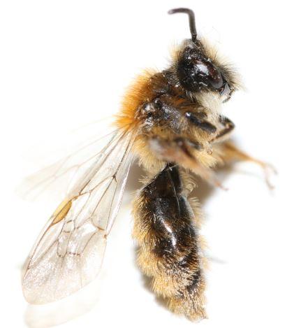 Réf. 319 694 : Andrena fulva